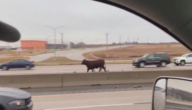 Loose Cow Holds Up Traffic As It Moo-ved Along NW Loop 820 