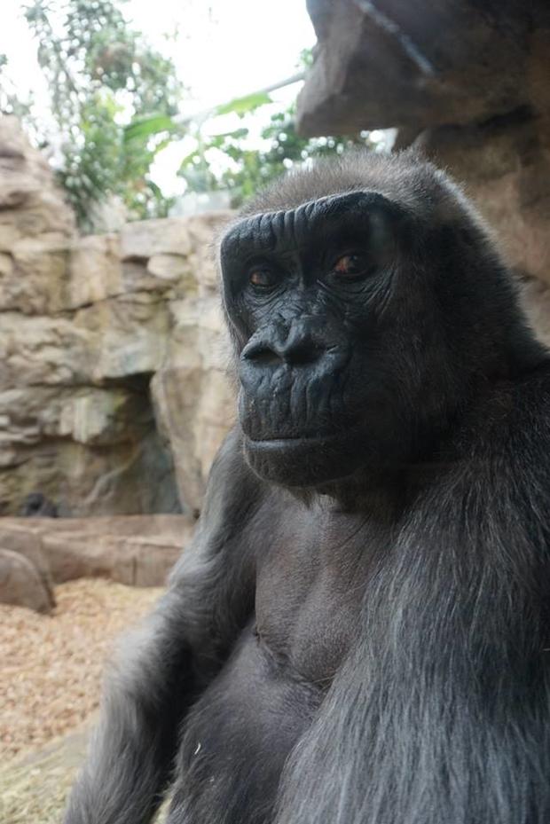 Gigi the gorilla at Franklin Park Zoo 