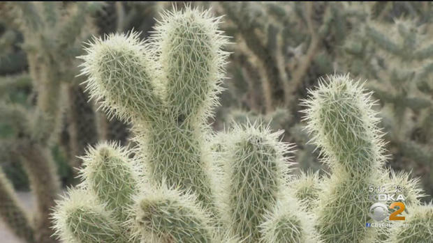 jumping-cactus 