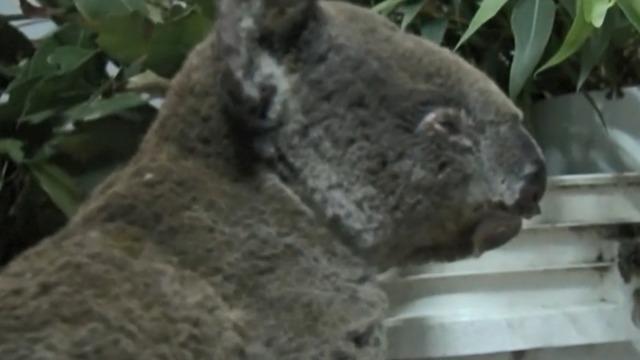 cbsn-fusion-bushfires-turn-worlds-attention-to-plight-of-koalas-in-australia-thumbnail-417487-640x360.jpg 