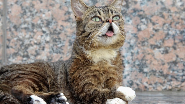 "Lil Bub And Friendz" Tribeca Drive-In Screening - 2013 Tribeca Film Festival 