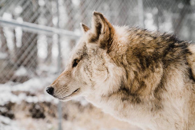 wolf sanctuary 4 