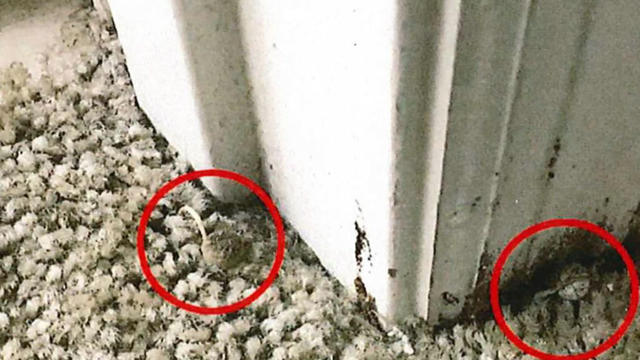 mold2-1988240-640x360.jpg 