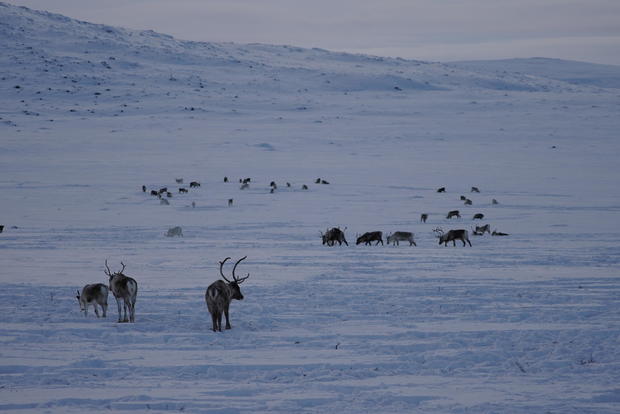 reindeer-3.jpg 