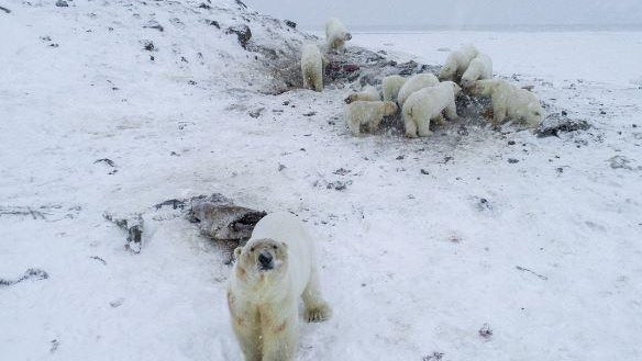 wwf-polar-bears-russia.jpg 