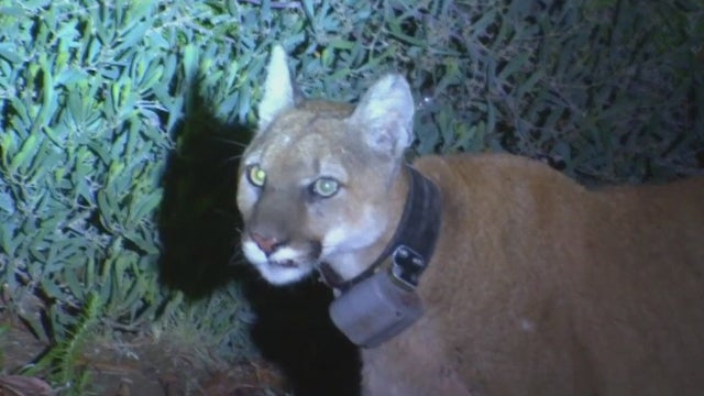 mountain-lion-simi-friday.jpg 