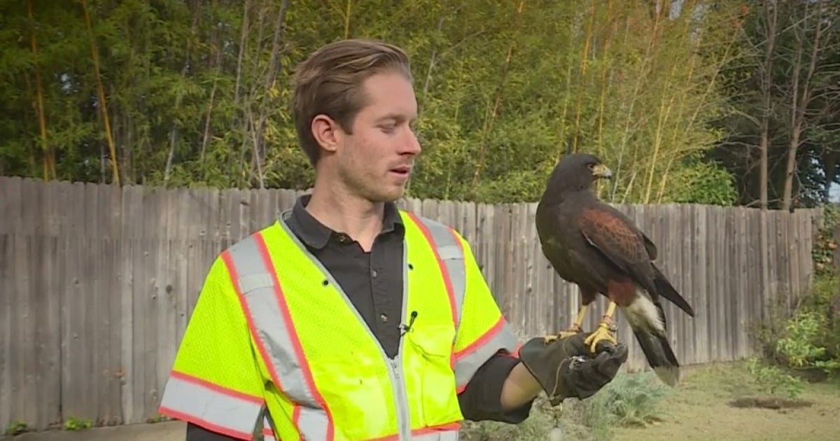 Downtown Sacramento Partnership To Use Hawks To Rid Murders Of Crows On ...