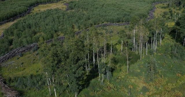 Exploring new ways to clear and renew America’s forests