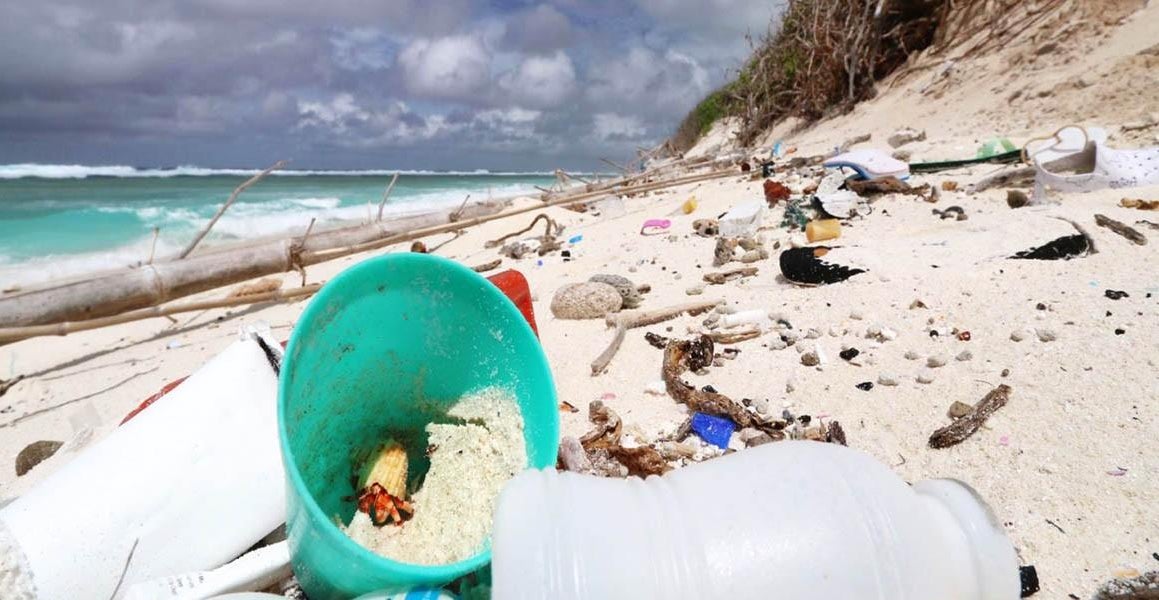 Plastic pollution has killed half a million hermit crabs that confused ...