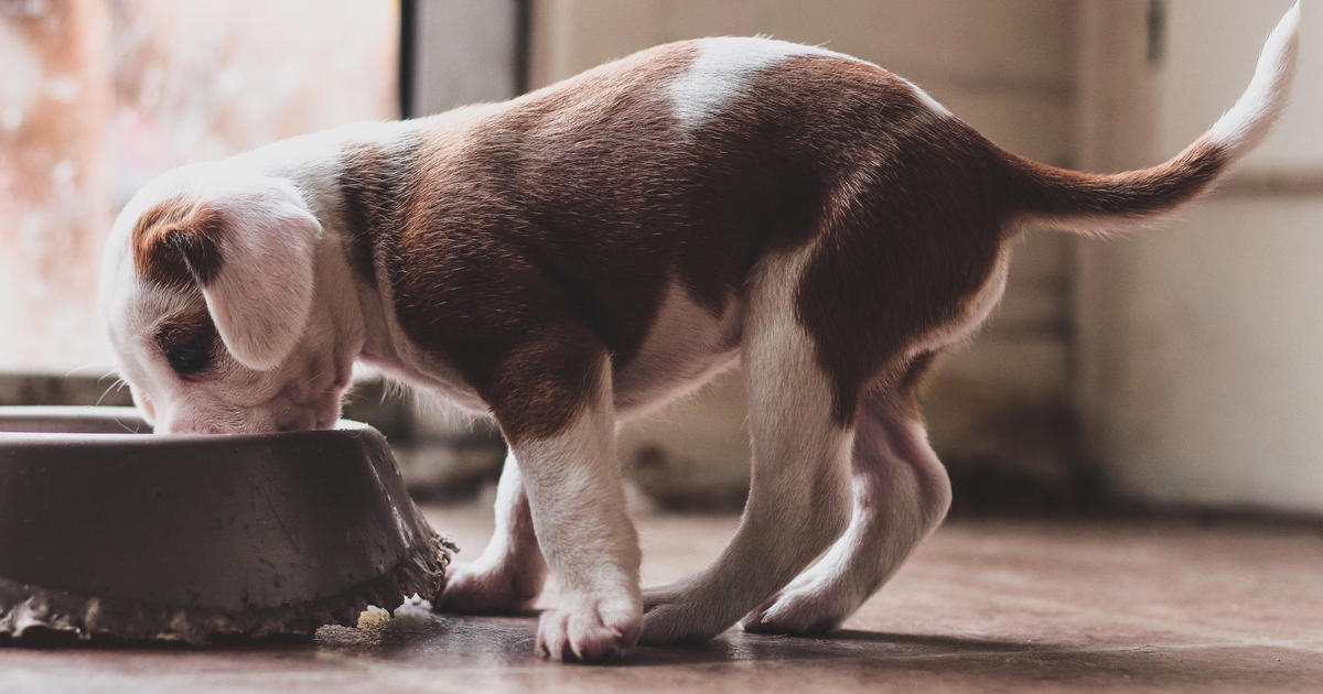 sportmix dog food for pitbulls