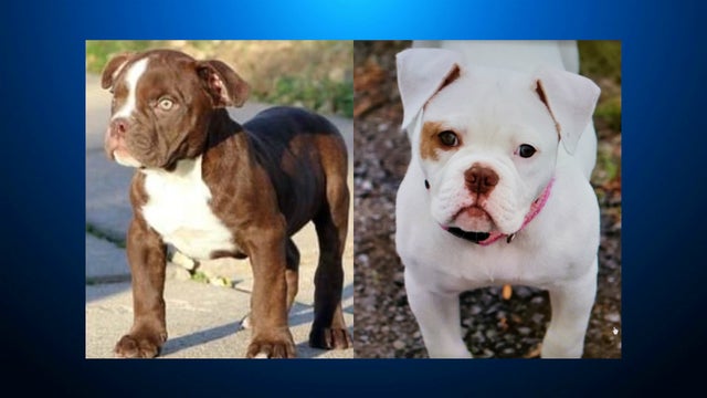 Missing-bulldog-pups-from-stolen-pet-transport-van.jpg 