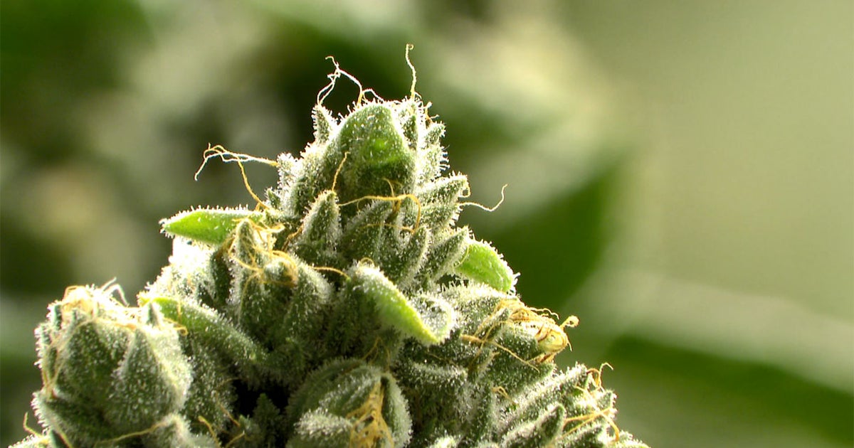 Recreational marijuana dispensaries in New Jersey open their doors for