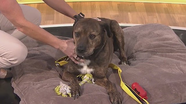 pets2love-roy.jpg 