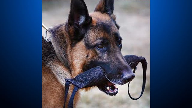 k-9-jimmy.jpg 