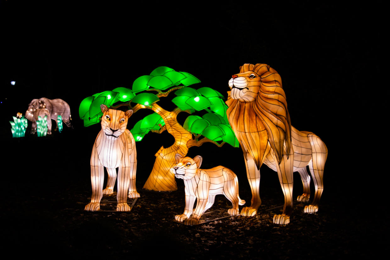 More Than A Decade Later, Zoo Lights At Smithsonian National Zoo