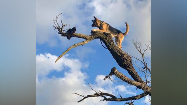 dog-in-tree-lathrop-manteca-fire-district-1.png 