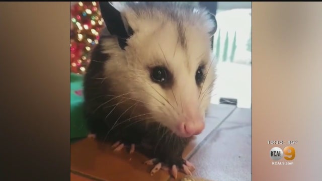 Opossum.jpg 