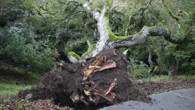 fallen-oak-tree-1.jpg