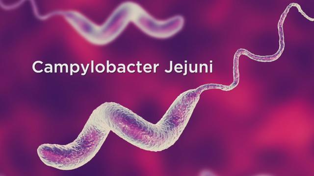 Campylobacter-Jejuni-Dog-Infection.jpg 