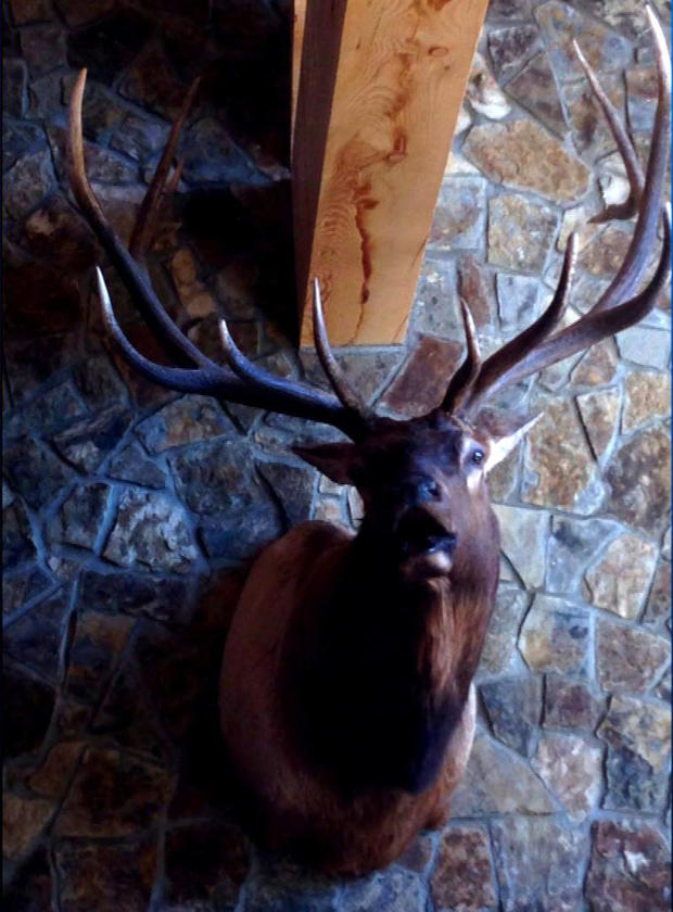 Raymond Muse's trophy elk 