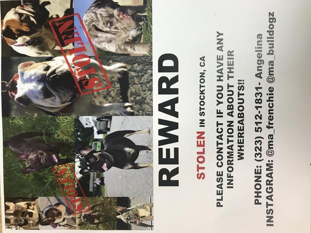 Reward for stolen dogs 
