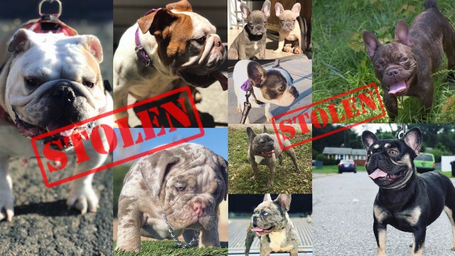 stockton-10-stolen-dogs.jpg 