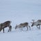 Nature: Reindeer