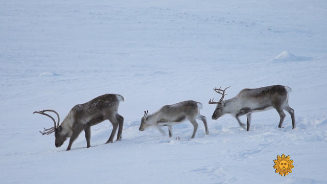 new-reindeer-1998099-640x360.jpg 