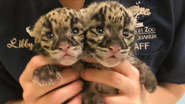 pittsburgh-zoo-twin-clouded-leopard-cubs 