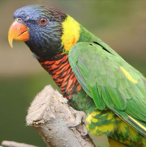 denver zoo xmas birthday credit denver zoo