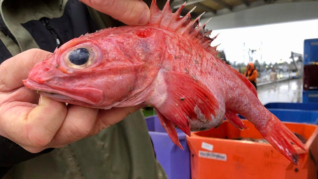 Rockfish Rebound 