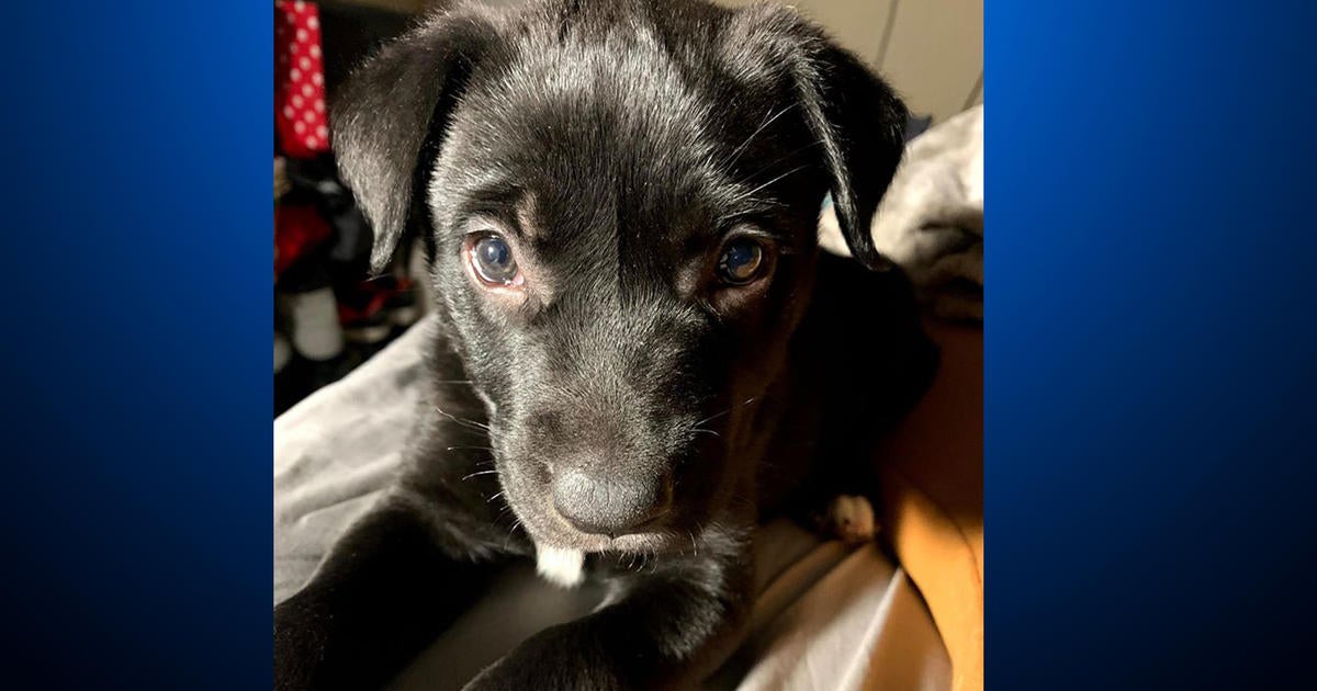 Puppy In Pueblo Animal Cruelty Case Gets New Family - CBS Colorado