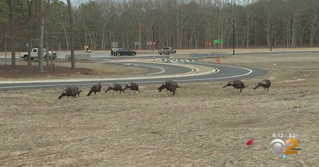 Long Island Residents Asked To Report Wild Turkey Sightings To