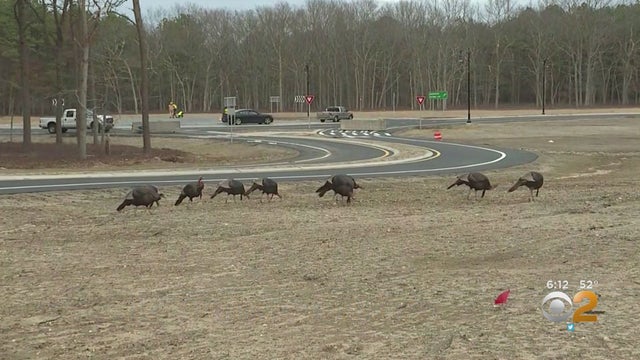 longislandwildturkeys.jpg 