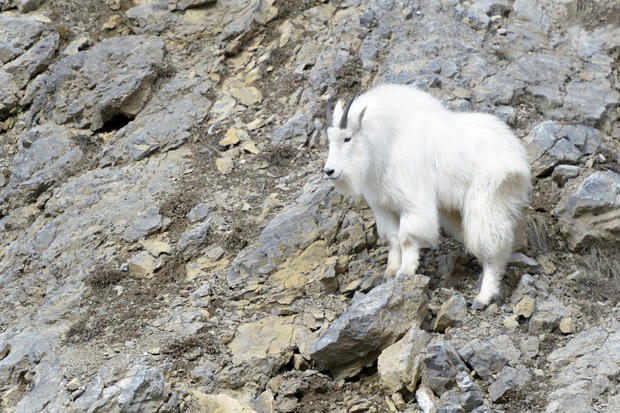 Mountain Goat (Oreamnos americanus) 