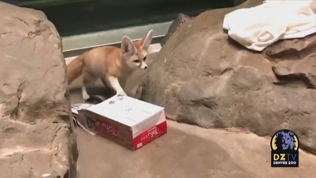 CO_ DENVER ZOO BOXING DAY (2) 