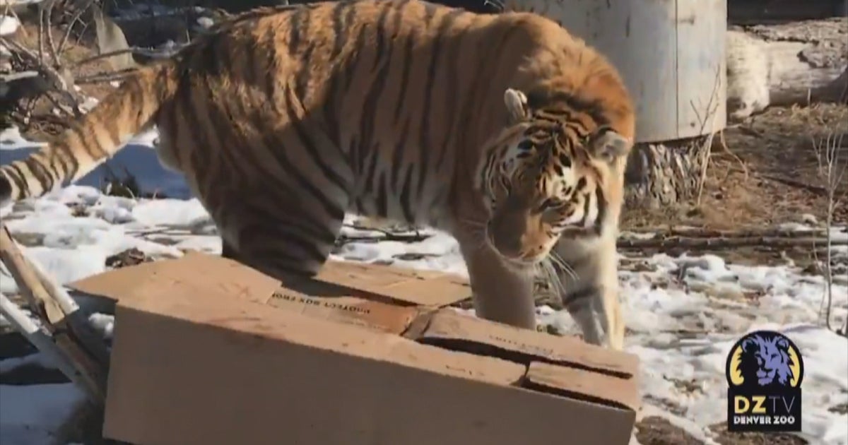 Animals At Denver Zoo Celebrate Boxing Day CBS Colorado