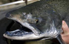 Jumping Endangered Salmon 