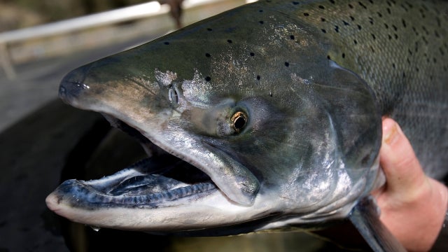 Global biodiversity report shows catastrophic decline in wildlife populations