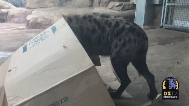 CO_ DENVER ZOO BOXING DAY (3) 