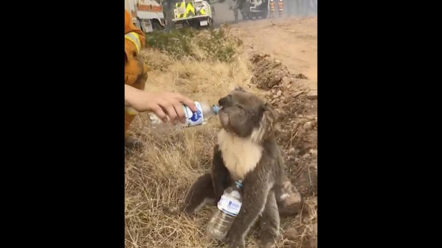 Australia Wildfires 