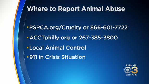 Reporting animal abuse 