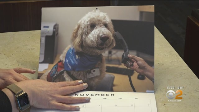 Therapy-Dog-Calendar.jpg 