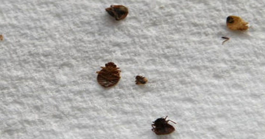 family-of-man-eaten-alive-by-bed-bugs-in-fulton-county-jail-wants