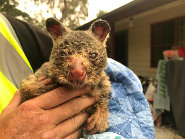WIRES volunteer and carer Tracy Burgess holds a severely burnt brushtail possum rescued from fires near Australia’s Blue Mountains 