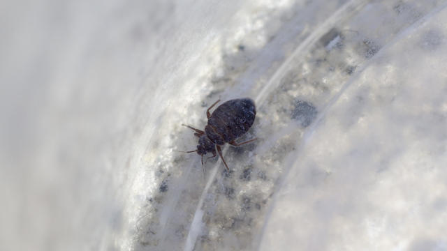 This photograph shows bedbugs in a flat in Hong Kong on May 26, 2017. 26MAY17  [FEATURES]  SCMP / Edward Wong 