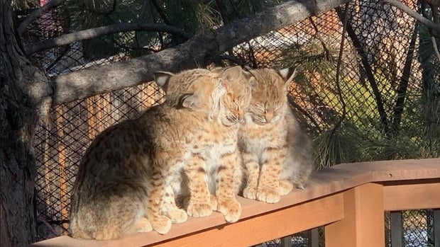 bobcat kittens 