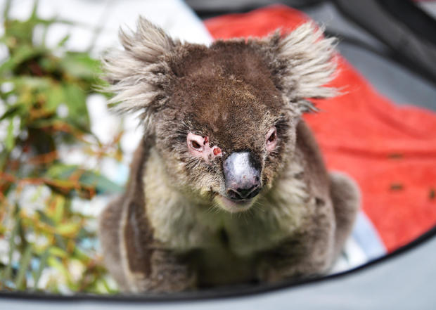 Labour Leader Anthony Albanese Visits Adelaide Koala Rescue 