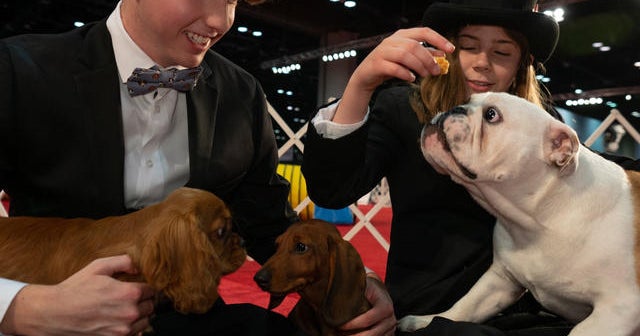 Seven adorable puppies competed in a dog show — but only one could be ...