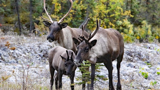 a-caribou-family-in-alaska-sherri-obrien-promo.jpg 
